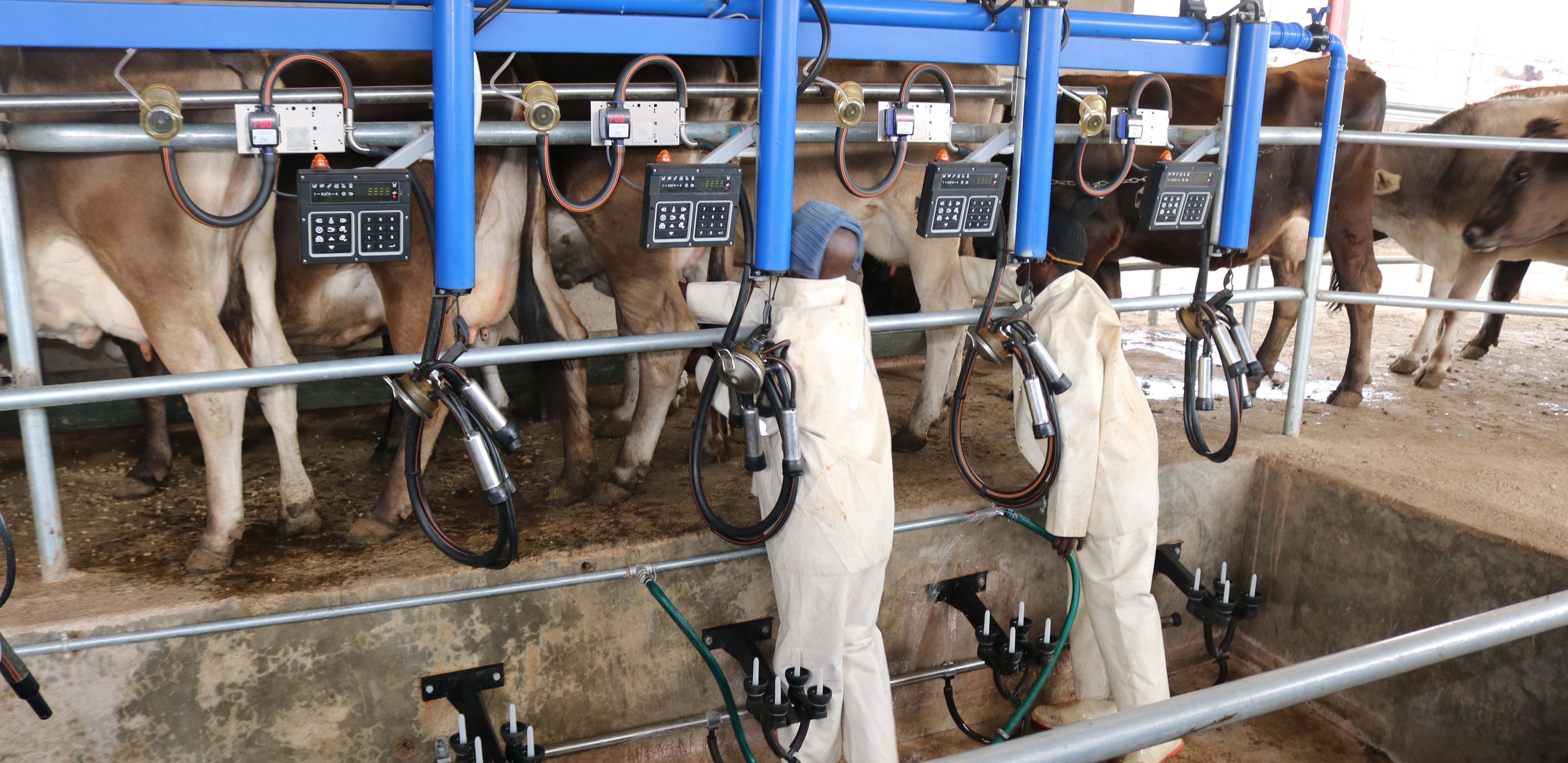 Milking underway at Liphamola dairy farm