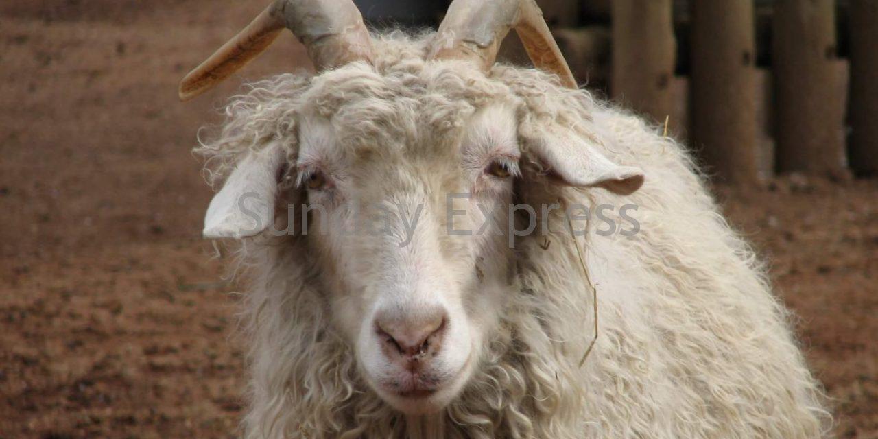 angora-goat-long-hair-e1525232544586-1280×640